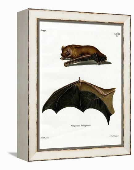 Greater Noctule Bat-null-Framed Premier Image Canvas