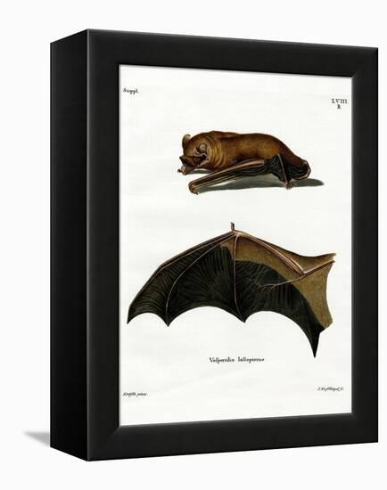 Greater Noctule Bat-null-Framed Premier Image Canvas