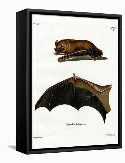 Greater Noctule Bat-null-Framed Premier Image Canvas