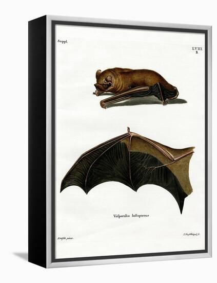 Greater Noctule Bat-null-Framed Premier Image Canvas