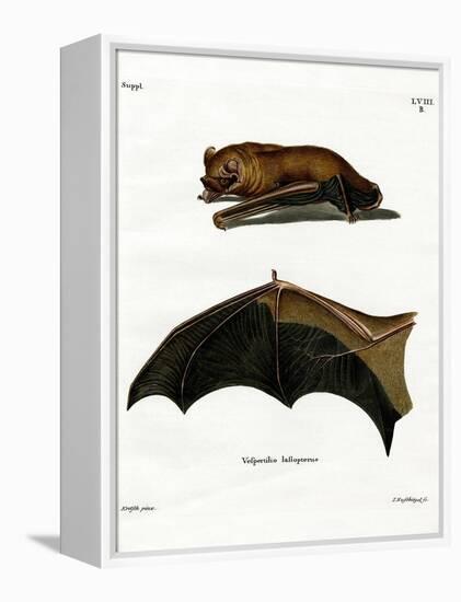 Greater Noctule Bat-null-Framed Premier Image Canvas