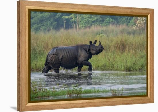 greater one-horned rhinoceros, walking through shallow water-karine aigner-Framed Premier Image Canvas