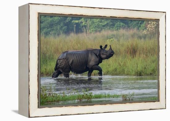 greater one-horned rhinoceros, walking through shallow water-karine aigner-Framed Premier Image Canvas