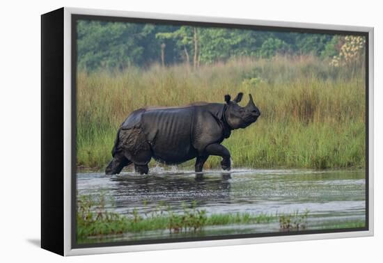 greater one-horned rhinoceros, walking through shallow water-karine aigner-Framed Premier Image Canvas