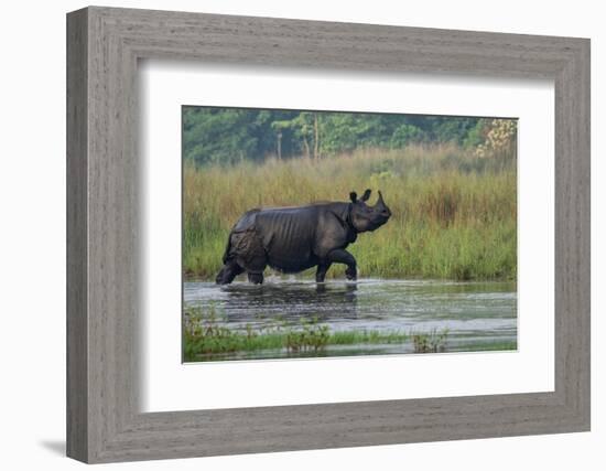greater one-horned rhinoceros, walking through shallow water-karine aigner-Framed Photographic Print