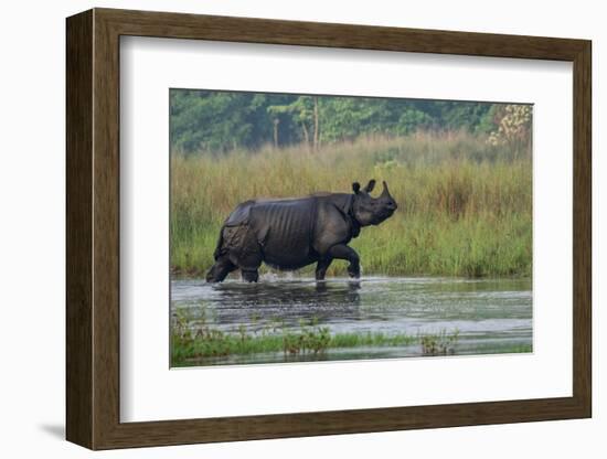 greater one-horned rhinoceros, walking through shallow water-karine aigner-Framed Photographic Print