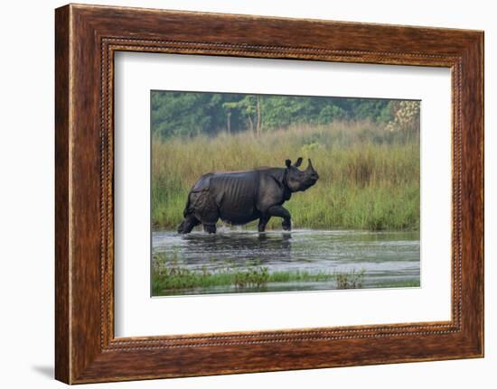 greater one-horned rhinoceros, walking through shallow water-karine aigner-Framed Photographic Print