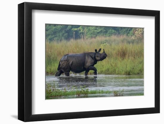 greater one-horned rhinoceros, walking through shallow water-karine aigner-Framed Photographic Print