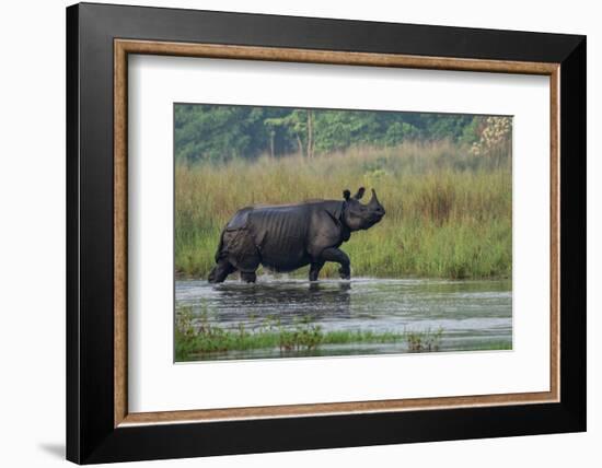 greater one-horned rhinoceros, walking through shallow water-karine aigner-Framed Photographic Print