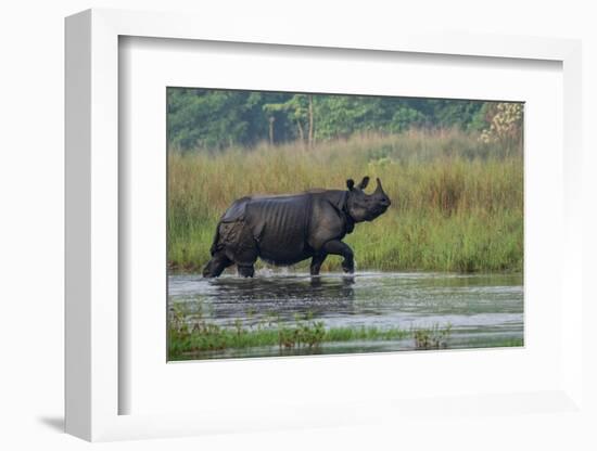 greater one-horned rhinoceros, walking through shallow water-karine aigner-Framed Photographic Print