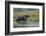 greater one-horned rhinoceros, walking through shallow water-karine aigner-Framed Photographic Print