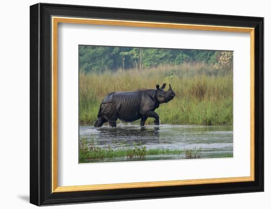 greater one-horned rhinoceros, walking through shallow water-karine aigner-Framed Photographic Print