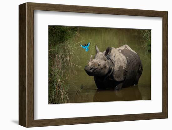 greater one-horned rhinoceros watching a kingfisher fly by-karine aigner-Framed Photographic Print