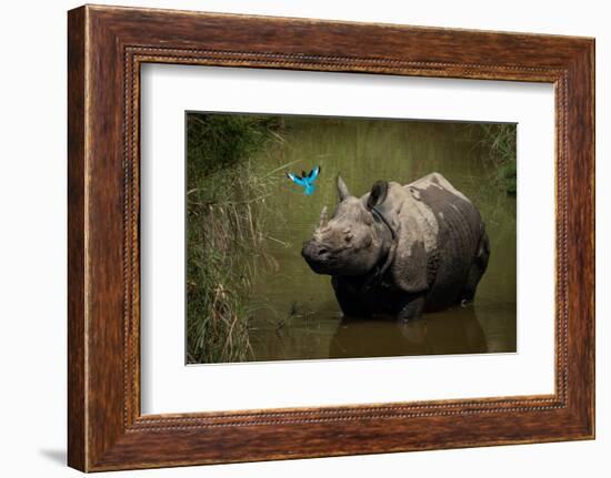 greater one-horned rhinoceros watching a kingfisher fly by-karine aigner-Framed Photographic Print