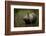 greater one-horned rhinoceros watching a kingfisher fly by-karine aigner-Framed Photographic Print