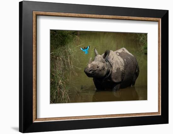 greater one-horned rhinoceros watching a kingfisher fly by-karine aigner-Framed Photographic Print