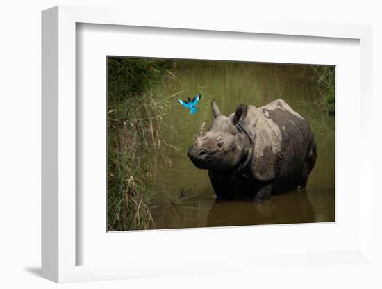 greater one-horned rhinoceros watching a kingfisher fly by-karine aigner-Framed Photographic Print