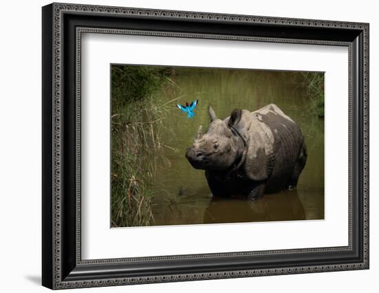 greater one-horned rhinoceros watching a kingfisher fly by-karine aigner-Framed Photographic Print