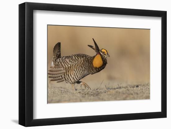 Greater prairie chicken, morning dance-Ken Archer-Framed Photographic Print