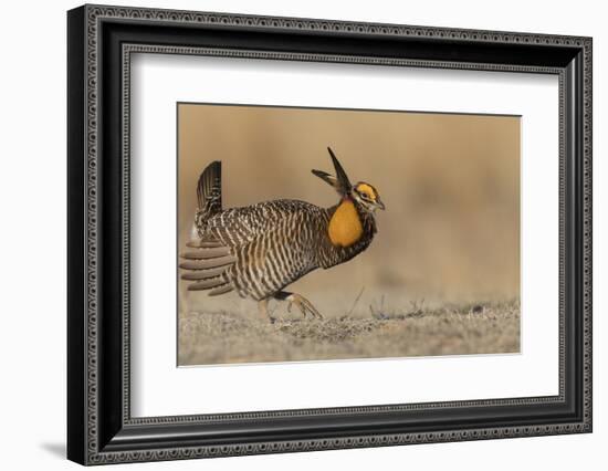 Greater prairie chicken, morning dance-Ken Archer-Framed Photographic Print