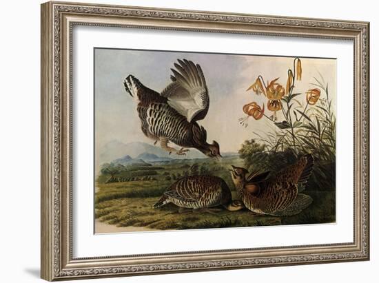 Greater Prairie Chicken-John James Audubon-Framed Giclee Print
