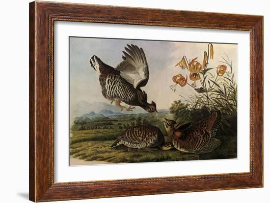 Greater Prairie Chicken-John James Audubon-Framed Giclee Print