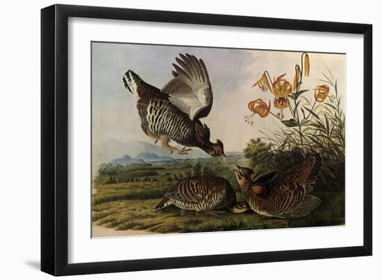 Greater Prairie Chicken-John James Audubon-Framed Giclee Print