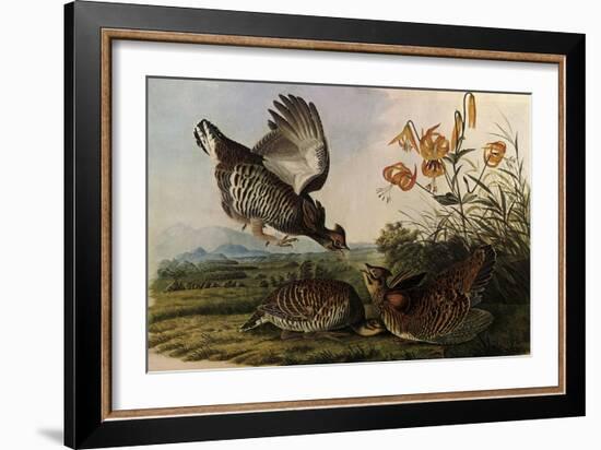 Greater Prairie Chicken-John James Audubon-Framed Giclee Print