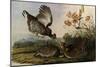 Greater Prairie Chicken-John James Audubon-Mounted Giclee Print