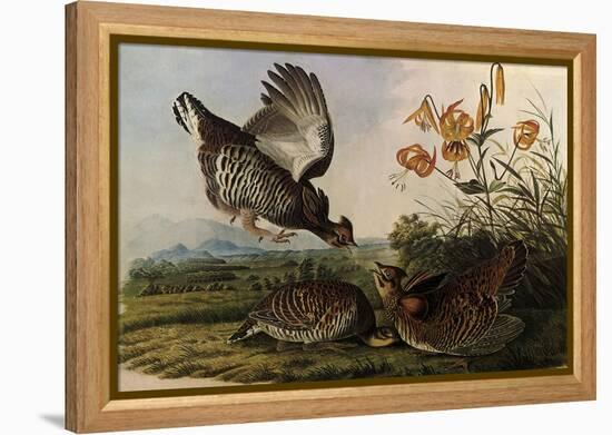 Greater Prairie Chicken-John James Audubon-Framed Premier Image Canvas
