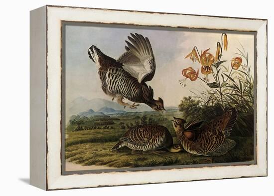 Greater Prairie Chicken-John James Audubon-Framed Premier Image Canvas