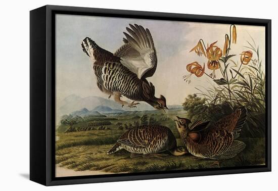 Greater Prairie Chicken-John James Audubon-Framed Premier Image Canvas