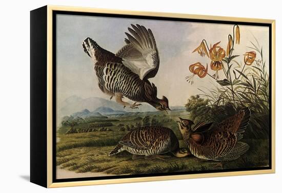 Greater Prairie Chicken-John James Audubon-Framed Premier Image Canvas