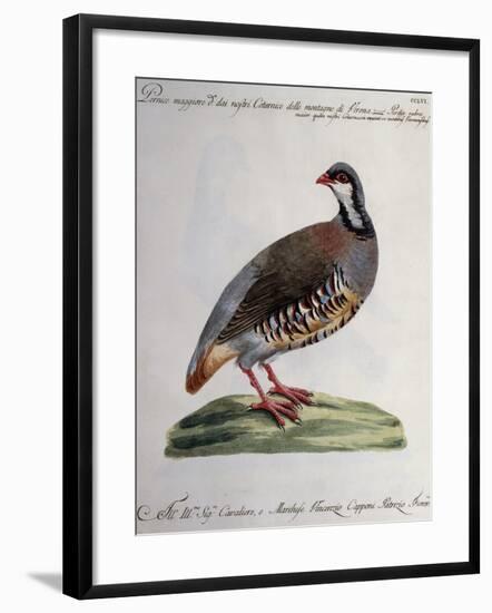 Greater Red Partridge (Perdix Rubra Major-null-Framed Giclee Print