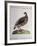 Greater Red Partridge (Perdix Rubra Major-null-Framed Giclee Print