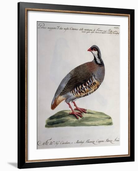 Greater Red Partridge (Perdix Rubra Major-null-Framed Giclee Print