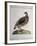 Greater Red Partridge (Perdix Rubra Major-null-Framed Giclee Print