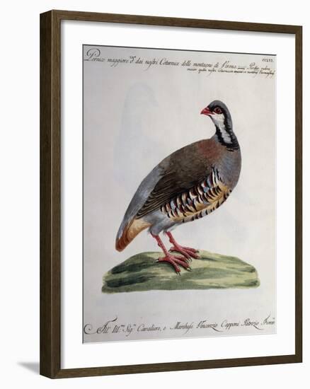 Greater Red Partridge (Perdix Rubra Major-null-Framed Giclee Print