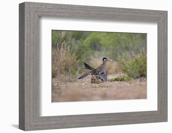 Greater Roadrunner (Geococcyx californianus) copulating-Larry Ditto-Framed Photographic Print