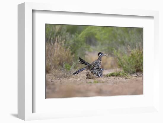 Greater Roadrunner (Geococcyx californianus) copulating-Larry Ditto-Framed Photographic Print