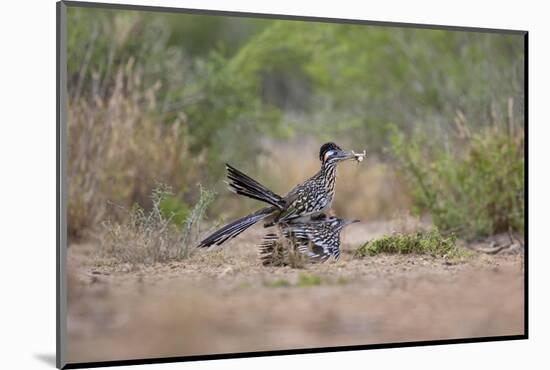 Greater Roadrunner (Geococcyx californianus) copulating-Larry Ditto-Mounted Photographic Print