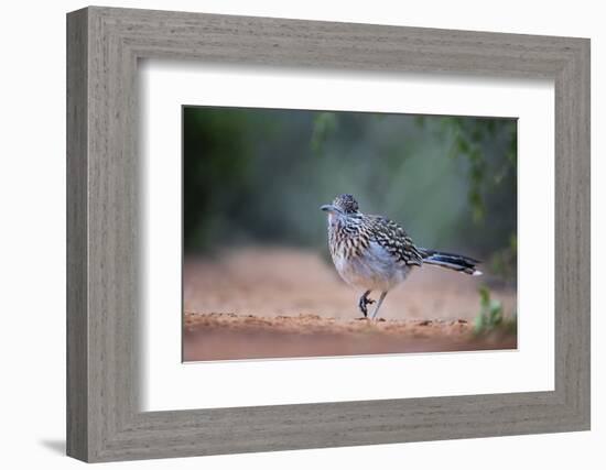 Greater roadrunner (Geococcyx californianus) in habitat.-Larry Ditto-Framed Photographic Print