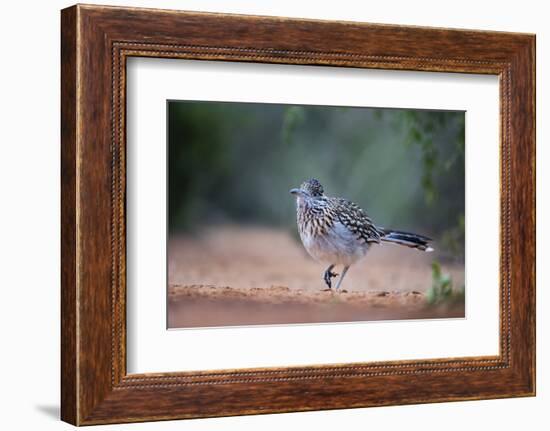 Greater roadrunner (Geococcyx californianus) in habitat.-Larry Ditto-Framed Photographic Print