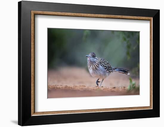 Greater roadrunner (Geococcyx californianus) in habitat.-Larry Ditto-Framed Photographic Print