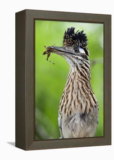 Greater Roadrunner (Geococcyx Californianus) with Nuptial Gift Calling Mate-Claudio Contreras-Framed Premier Image Canvas