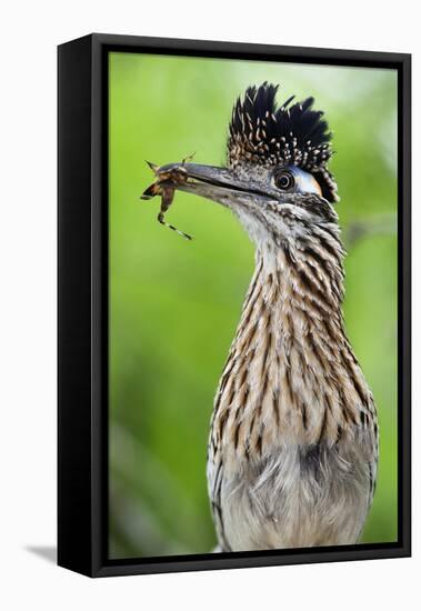 Greater Roadrunner (Geococcyx Californianus) with Nuptial Gift Calling Mate-Claudio Contreras-Framed Premier Image Canvas
