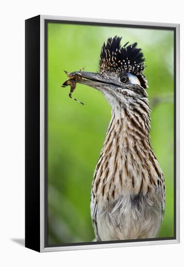 Greater Roadrunner (Geococcyx Californianus) with Nuptial Gift Calling Mate-Claudio Contreras-Framed Premier Image Canvas