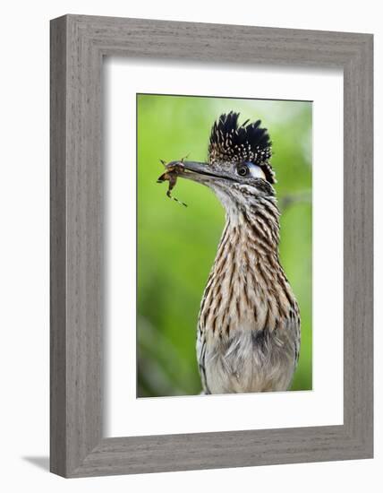 Greater Roadrunner (Geococcyx Californianus) with Nuptial Gift Calling Mate-Claudio Contreras-Framed Photographic Print