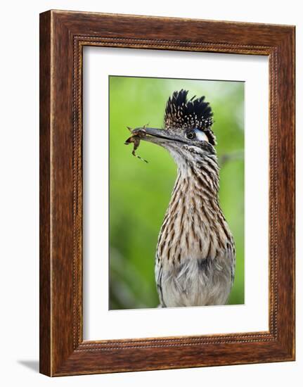 Greater Roadrunner (Geococcyx Californianus) with Nuptial Gift Calling Mate-Claudio Contreras-Framed Photographic Print