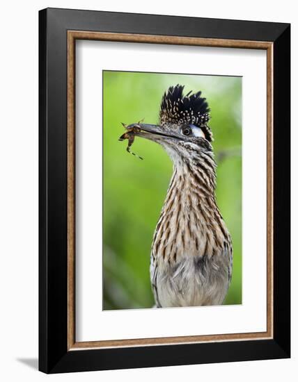 Greater Roadrunner (Geococcyx Californianus) with Nuptial Gift Calling Mate-Claudio Contreras-Framed Photographic Print